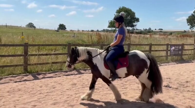 Tommy 13.1 6 year old Cob