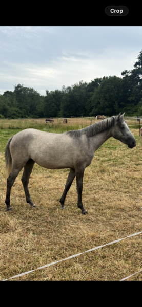 LUNA 2 Year old filly