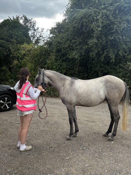 LUNA 2 Year old filly