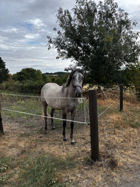 LUNA 2 Year old filly