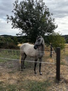 LUNA 2 Year old filly