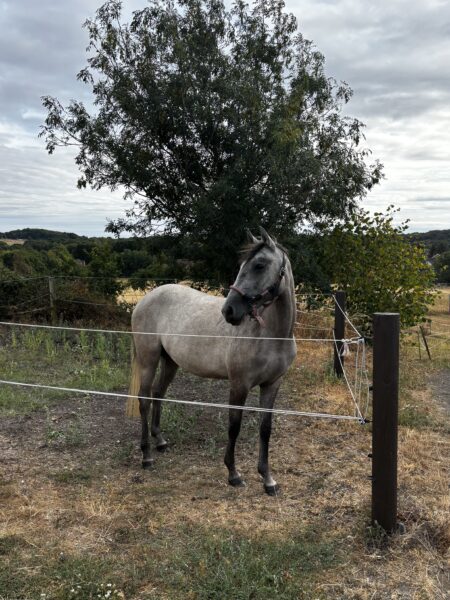 LUNA 2 Year old filly