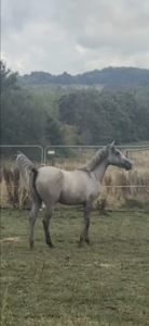 LUNA 2 Year old filly