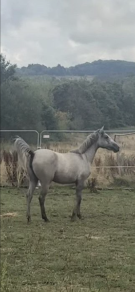 LUNA 2 Year old filly