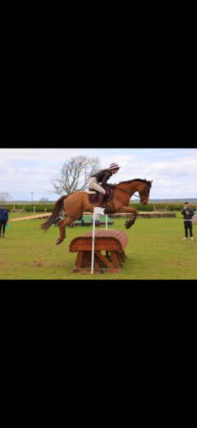 American TB- True allrounder