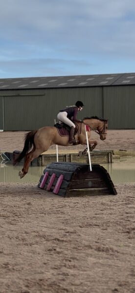 American TB- True allrounder