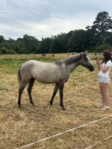 LUNA 2 Year old filly