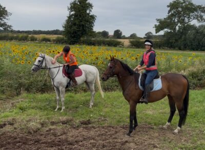 Handsome Bay Gelding