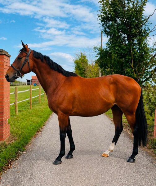 ❤️Lady❤️16hh,6yr old mare❤️
