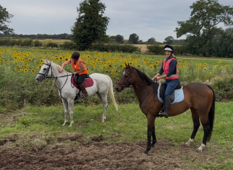 Handsome Bay Gelding