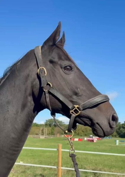 🖤Pip🖤Black, 12yr,16hh,TB,Gelding