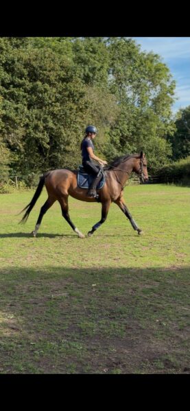 Handsome Bay Gelding