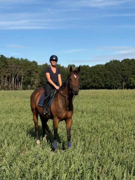 Handsome Bay Gelding