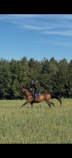 Handsome Bay Gelding