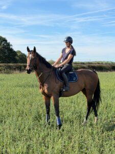 Handsome Bay Gelding
