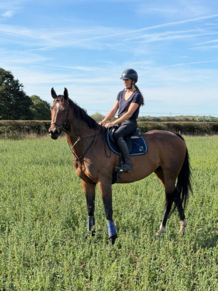 Handsome Bay Gelding
