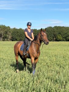 Handsome Bay Gelding