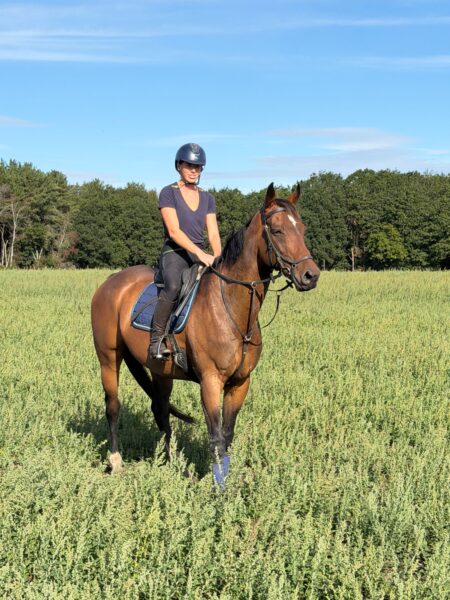 Handsome Bay Gelding