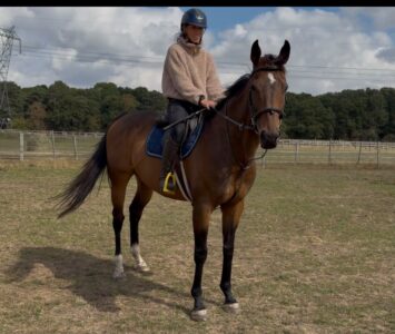 Handsome Bay Gelding